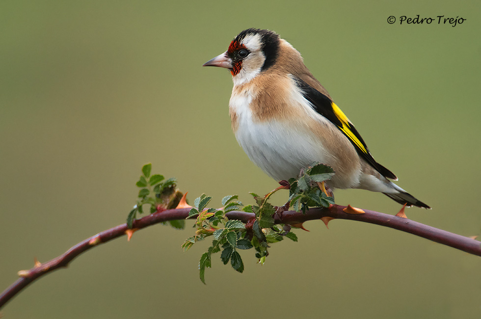 Jilguero (Carduelis carduelis)